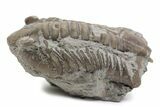 Bargain, Fossil Asaphus Trilobite - Russia #363199-2